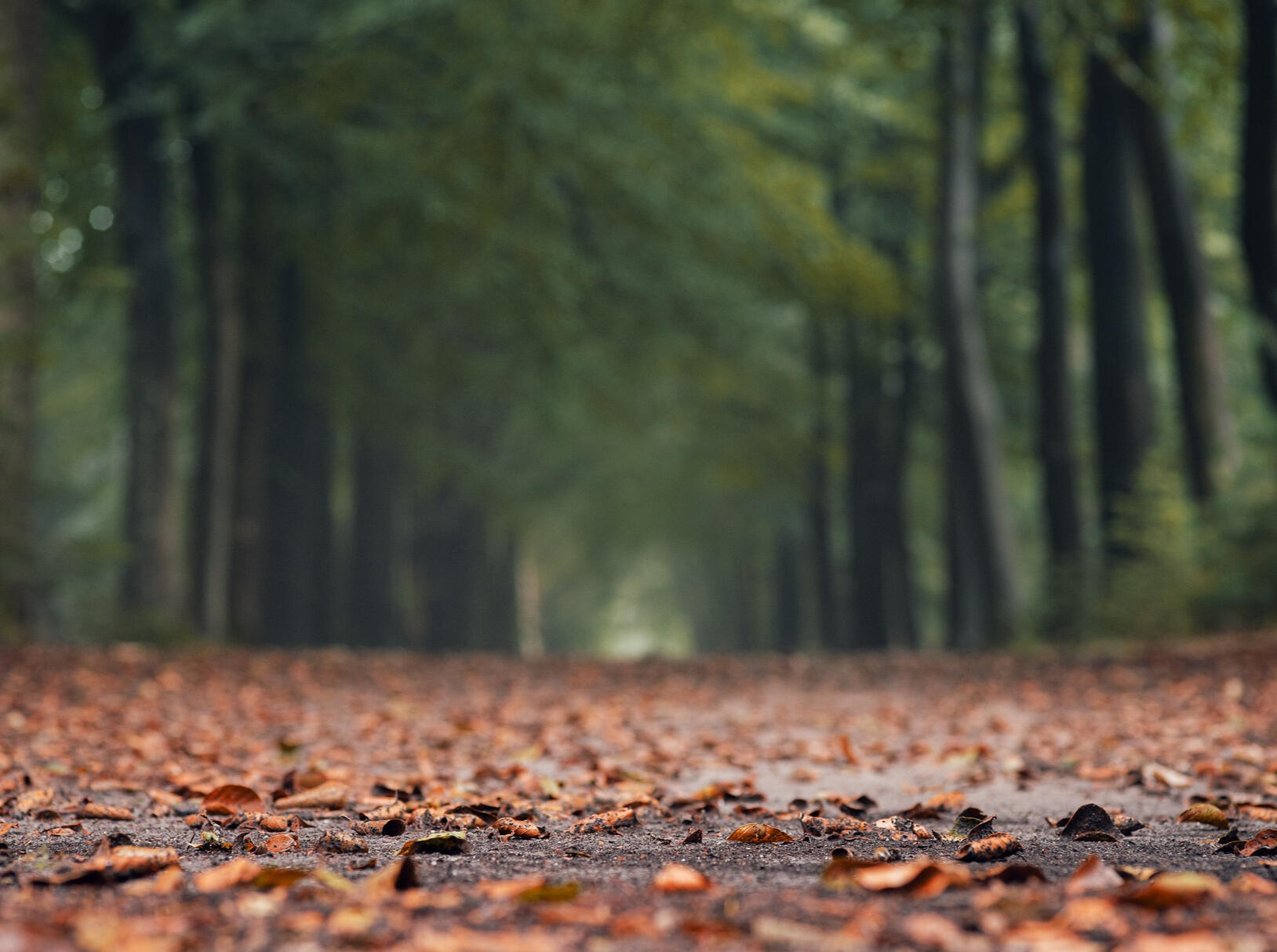 photo by roonznl at pixabay.com