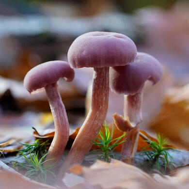 photo by jhenning at pixabay.com