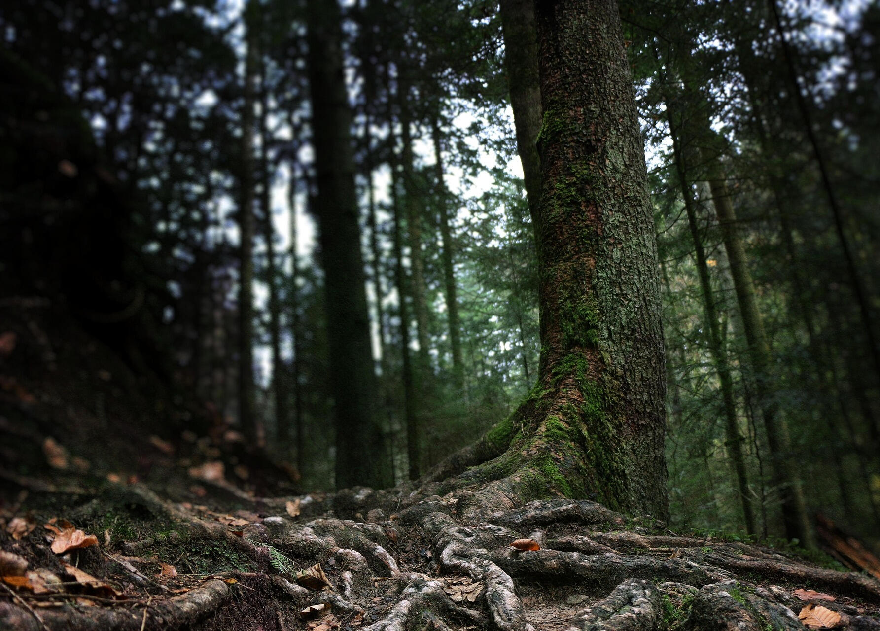 photo by zufriedenunterwegs at pixabay.com