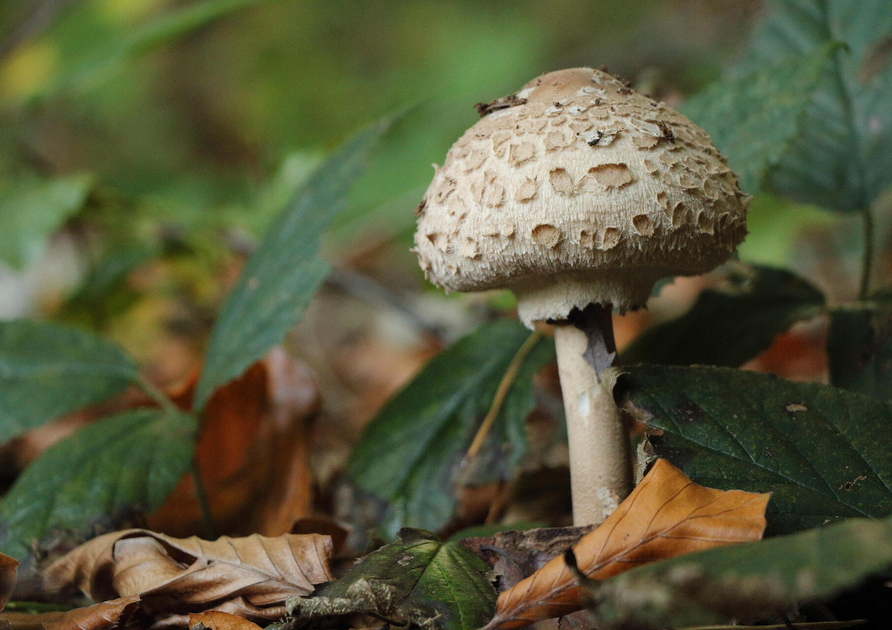 Photo by ZufriedenUnterwegs at pixabay.com
