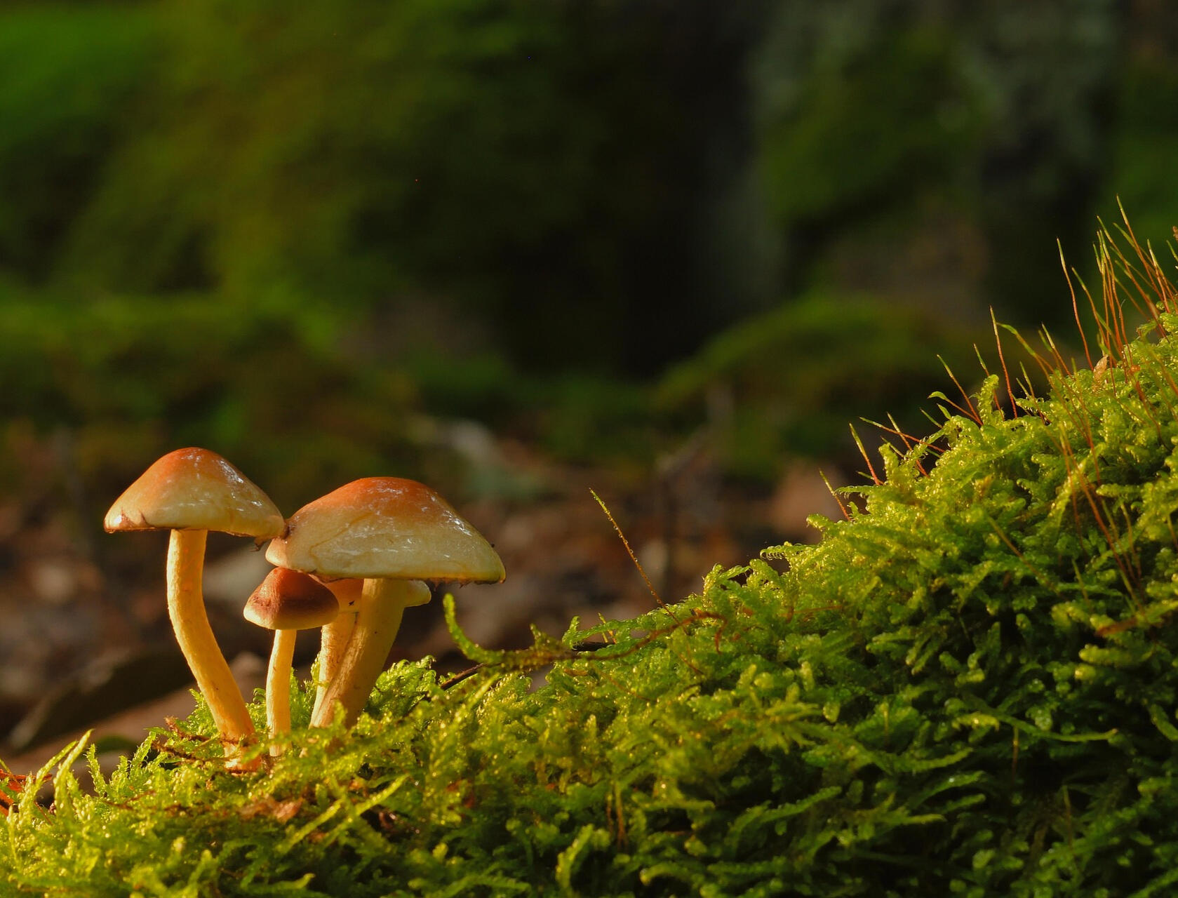 photo by jggrz at pixabay.com